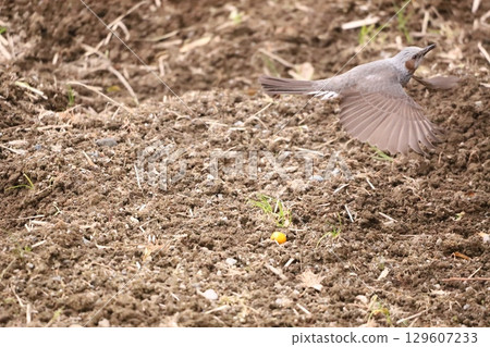 A brown-eared bulbul taking off from the ground A brown-eared bulbul taking off from the ground 129607233