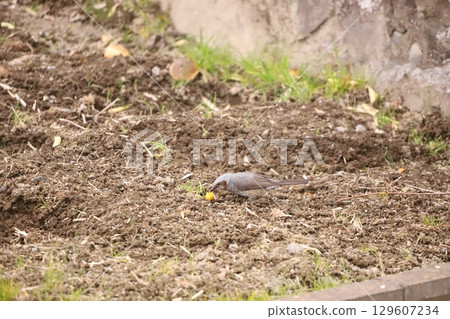 A brown-eared bulbul eating a kumquat A brown-eared bulbul eating a kumquat 129607234