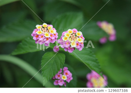 Lantana 129607386