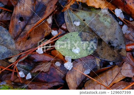 Hailstones on fallen leaves Hailstones on fallen leaves 129607399