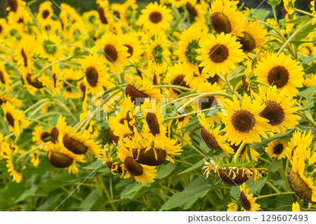夏天風景向日葵 129607493