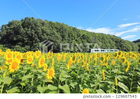 Karasuyama Line "Train running through sunflower fields" against the backdrop of a summer blue sky 129607543