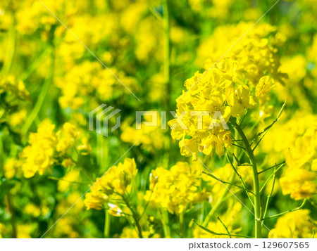 春天來了：油菜花沐浴在初春的溫暖陽光下 129607565