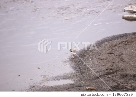 一隻黑白相間的鴴在水邊行走 一隻黑白相間的鴴在水邊行走 129607589