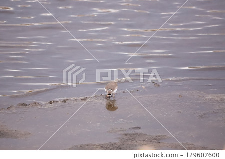 A black-and-white plover walking along the water's edge 129607600