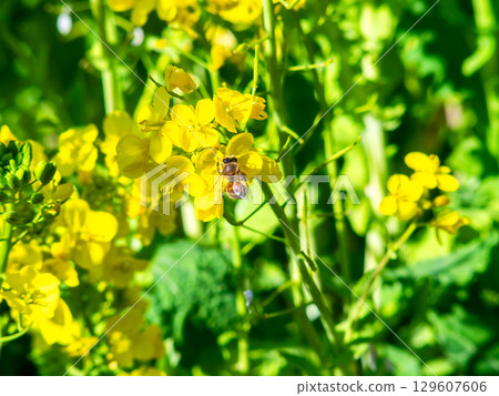 Spring News: A cute honeybee collecting nectar in a field of blooming rapeseed flowers 129607606
