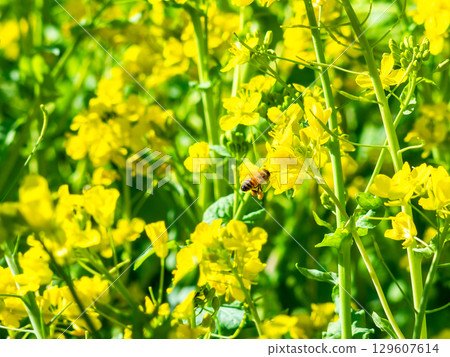 Spring News: A cute honeybee collecting nectar in a field of blooming rapeseed flowers 129607614
