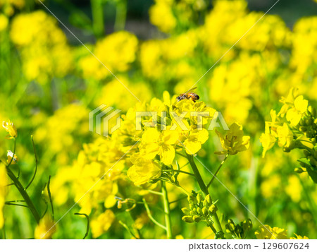 春天的消息：油菜花盛開，可愛的蜜蜂在採花蜜 129607624
