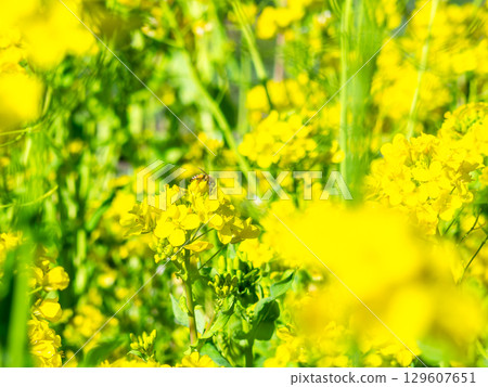Spring News: A cute honeybee collecting nectar in a field of blooming rapeseed flowers Spring News: A cute honeybee collecting nectar in a field of blooming rapeseed flowers 129607651