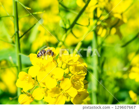 春天的消息：油菜花盛開，可愛的蜜蜂在採花蜜 129607667