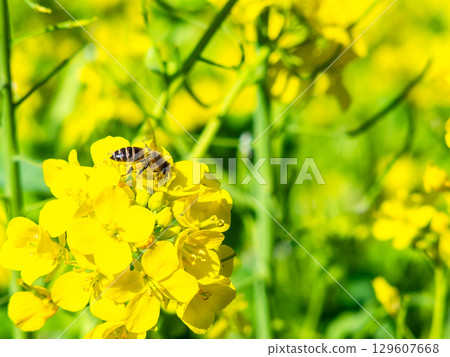 春天的消息：油菜花盛開，可愛的蜜蜂在採花蜜 129607668