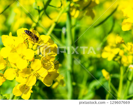 春天的消息:油菜花盛開,可愛的蜜蜂在採花蜜 春天的消息:油菜花盛開,可愛的蜜蜂在採花蜜 129607669