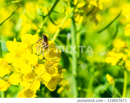 Spring News: A cute honeybee collecting nectar in a field of blooming rapeseed flowers Spring News: A cute honeybee collecting nectar in a field of blooming rapeseed flowers 129607671