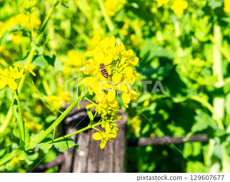 Spring News: A cute honeybee collecting nectar in a field of blooming rapeseed flowers Spring News: A cute honeybee collecting nectar in a field of blooming rapeseed flowers 129607677