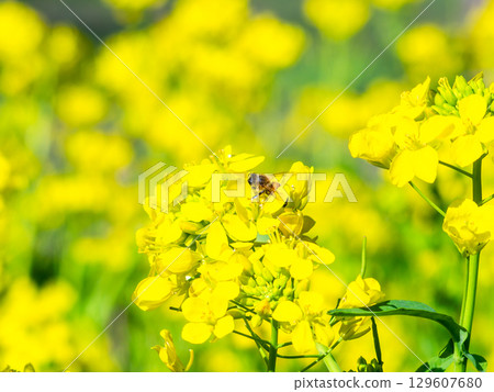 Spring News: A cute honeybee collecting nectar in a field of blooming rapeseed flowers Spring News: A cute honeybee collecting nectar in a field of blooming rapeseed flowers 129607680