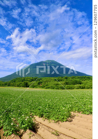 Potato fields and Mount Yotei (Makkari Village, Hokkaido) Potato fields and Mount Yotei (Makkari Village, Hokkaido) 129607705