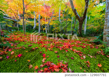 Gio-ji Temple surrounded by autumn leaves 129607781