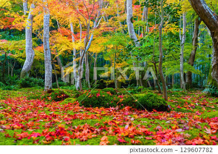 Gio-ji Temple surrounded by autumn leaves Gio-ji Temple surrounded by autumn leaves 129607782