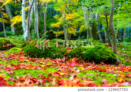 Gio-ji Temple surrounded by autumn leaves 129607783