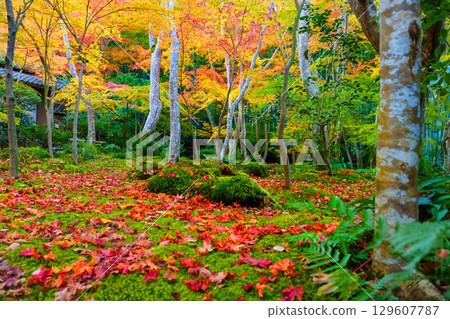 Gio-ji Temple surrounded by autumn leaves 129607787