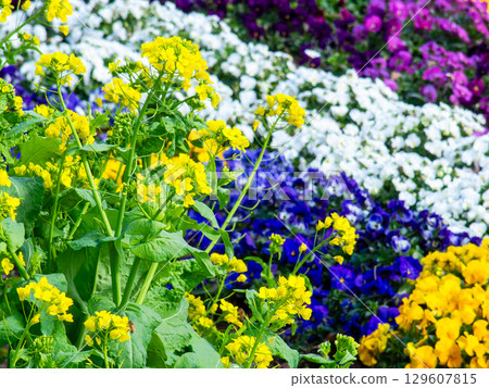 春天的到來：五彩繽紛的花壇沐浴在初春溫暖的陽光下 129607815