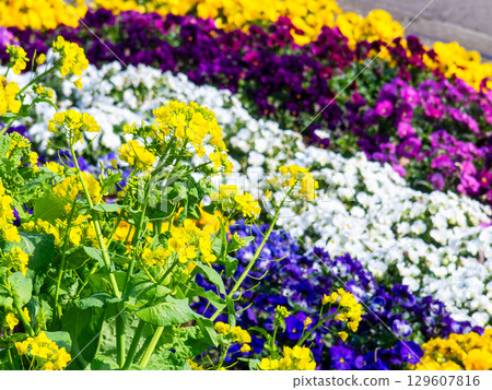 春天的到來：五彩繽紛的花壇沐浴在初春溫暖的陽光下 129607816