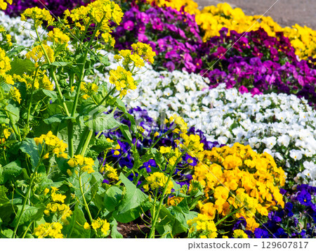 春天的到來：五彩繽紛的花壇沐浴在初春溫暖的陽光下 129607817
