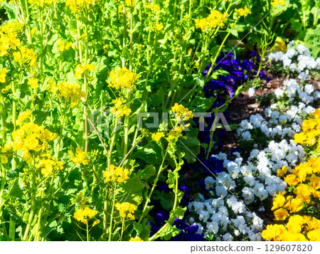 The arrival of spring: Colorful flower beds bathed in the warm early spring sunshine The arrival of spring: Colorful flower beds bathed in the warm early spring sunshine 129607820