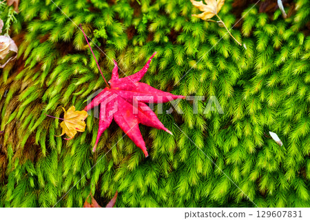落在青苔的秋葉 129607831