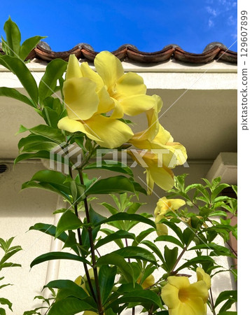 Allamanda Yellow tropical flower Allamanda Yellow tropical flower 129607899
