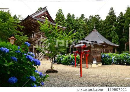 Hydrangeas in full bloom at Otowasan Kiyomizu-dera Temple 129607921