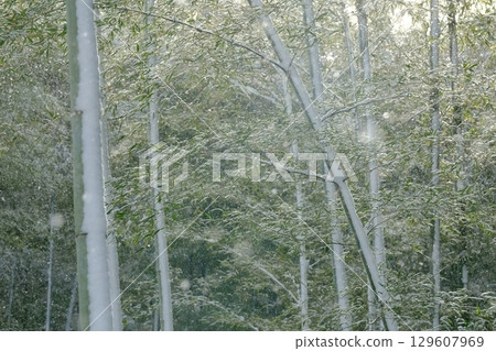 Snow-covered bamboo forest in Nishiyama, Kyoto Snow-covered bamboo forest in Nishiyama, Kyoto 129607969