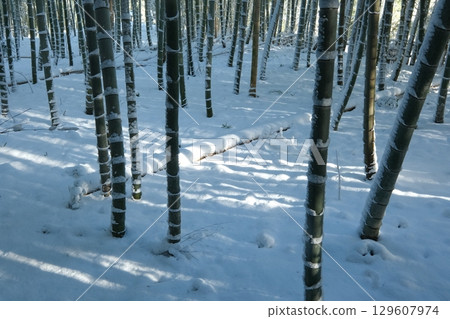 Snow-covered bamboo forest in Nishiyama, Kyoto Snow-covered bamboo forest in Nishiyama, Kyoto 129607974