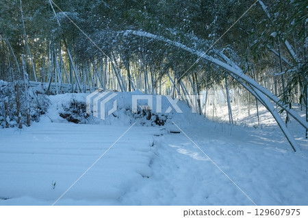 Snow-covered bamboo forest in Nishiyama, Kyoto 129607975