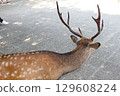 deer with horns 129608224