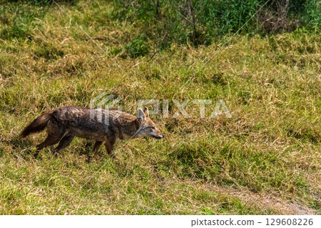 Jackal in the Ngorogoro Crater 129608226
