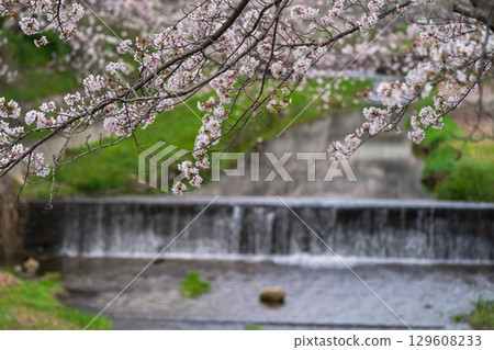 在京都府都筑郡井出町玉川拍攝櫻花 129608233
