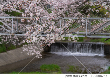在京都府都筑郡井出町玉川拍攝櫻花 129608234