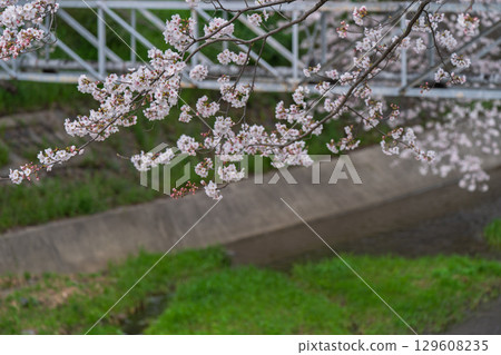 在京都府都筑郡井出町玉川拍攝櫻花 129608235