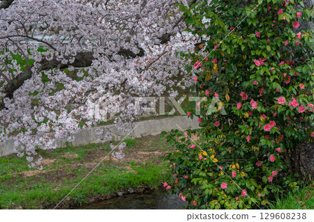Photographing cherry blossoms in Tamagawa, Ide-cho, Tsuzuki-gun, Kyoto Prefecture 129608238