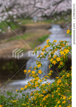 在京都府都筑郡井出町玉川拍攝櫻花 在京都府都筑郡井出町玉川拍攝櫻花 129608241