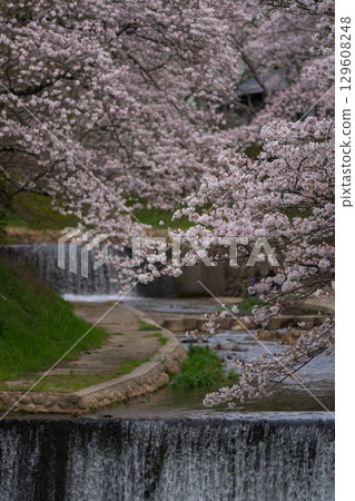 Photographing cherry blossoms in Tamagawa, Ide-cho, Tsuzuki-gun, Kyoto Prefecture Photographing cherry blossoms in Tamagawa, Ide-cho, Tsuzuki-gun, Kyoto Prefecture 129608248