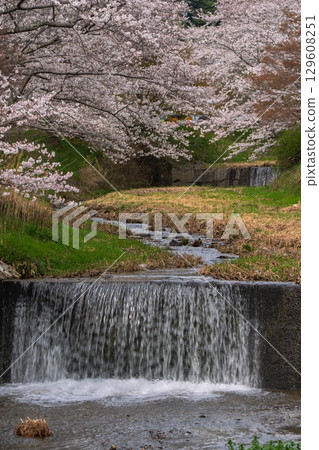 Photographing cherry blossoms in Tamagawa, Ide-cho, Tsuzuki-gun, Kyoto Prefecture 129608251