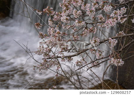 Photographing cherry blossoms in Tamagawa, Ide-cho, Tsuzuki-gun, Kyoto Prefecture 129608257