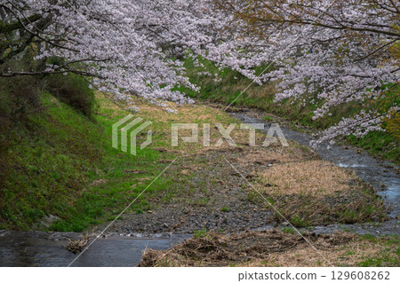 在京都府都筑郡井出町玉川拍攝櫻花 129608262