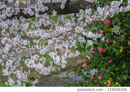 Photographing cherry blossoms in Tamagawa, Ide-cho, Tsuzuki-gun, Kyoto Prefecture 129608268