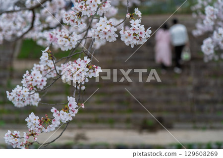 Photographing cherry blossoms in Tamagawa, Ide-cho, Tsuzuki-gun, Kyoto Prefecture 129608269