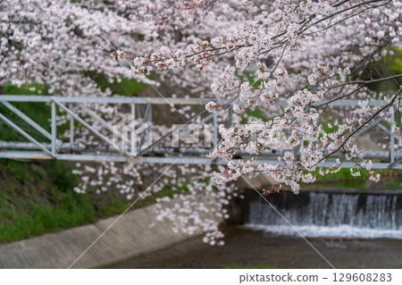 Photographing cherry blossoms in Tamagawa, Ide-cho, Tsuzuki-gun, Kyoto Prefecture Photographing cherry blossoms in Tamagawa, Ide-cho, Tsuzuki-gun, Kyoto Prefecture 129608283