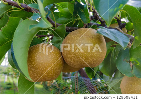 樹上有兩個梨,準備採摘 樹上有兩個梨,準備採摘 129608411