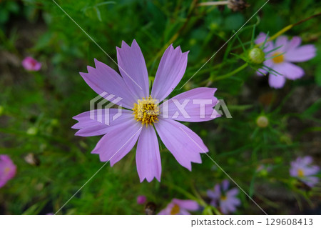 粉紅色波斯菊在樹蔭下盛開 129608413